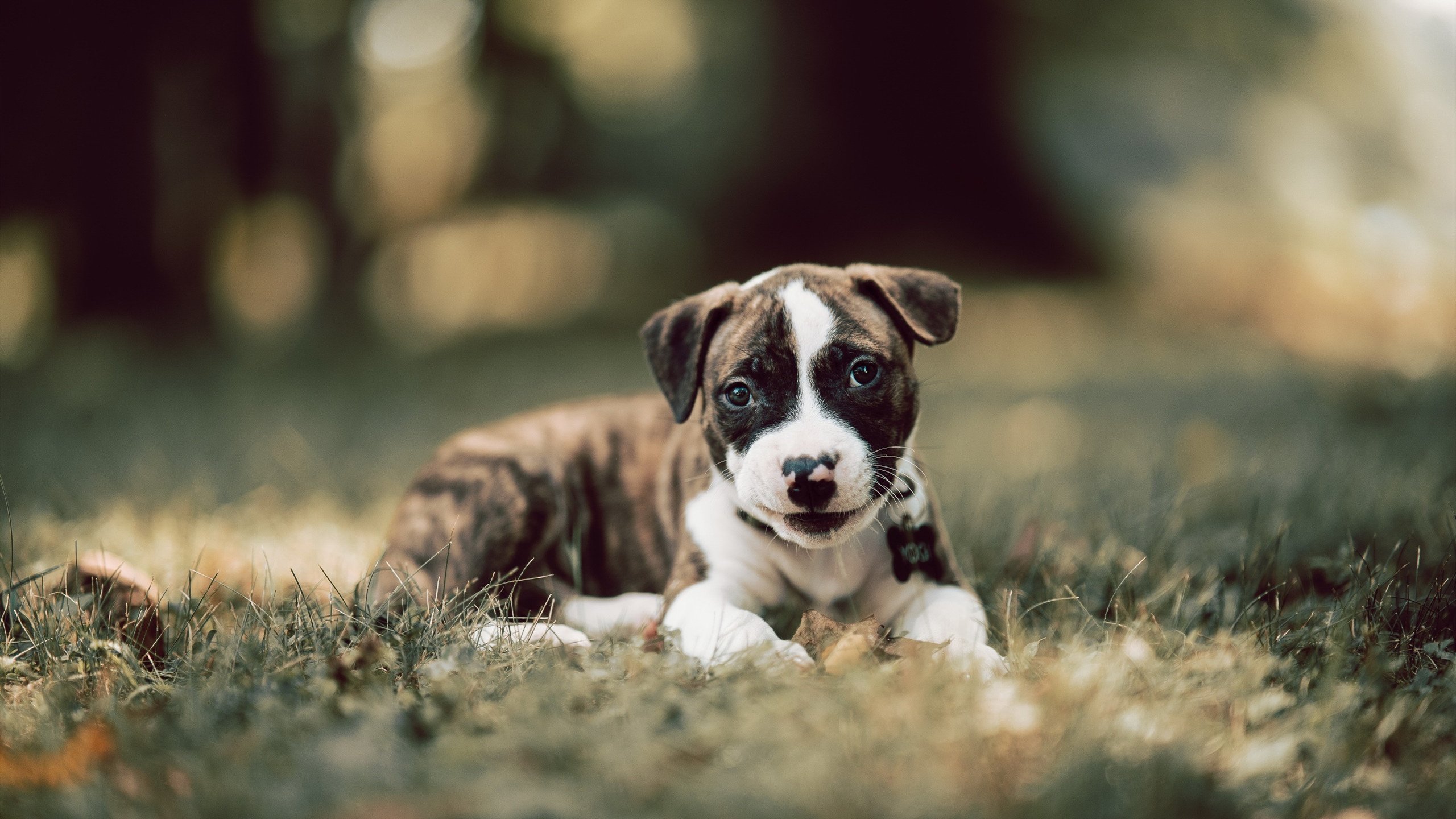 WRC粉丝狂欢:现场氛围与观赛体验,crew粉丝