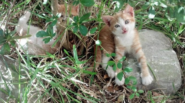 “永不言弃”!——那些年震撼全球的逆境逆袭,在逆境中永不退缩是什么意思
