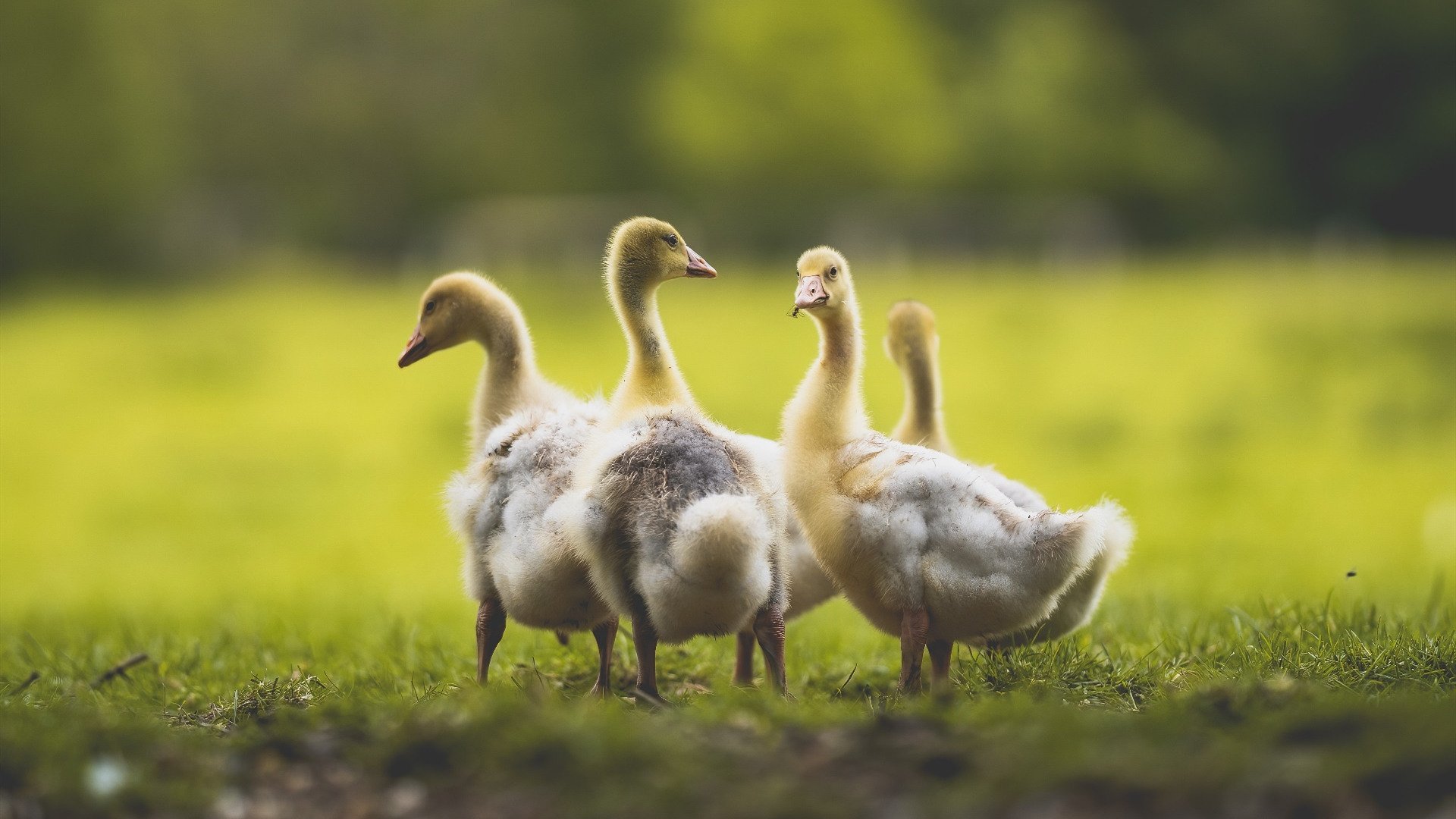 _篮网继续领跑联盟,势不可挡_,全方位解读篮网