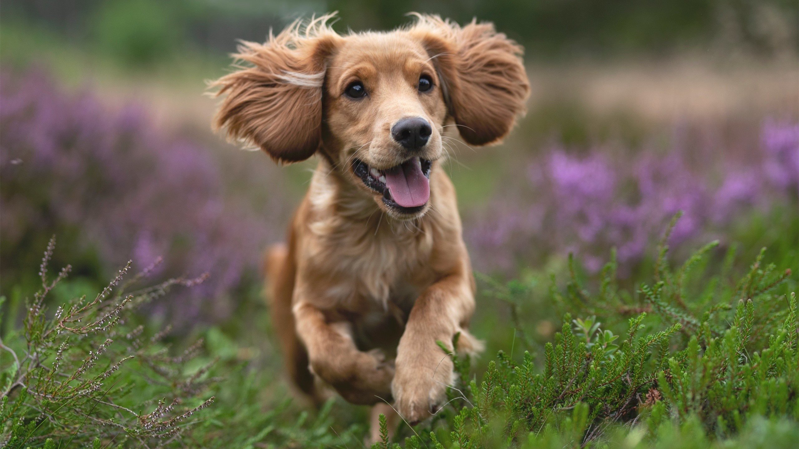 “中国足球新星:从校园到职业舞台的蜕变”,中国足球新人排名