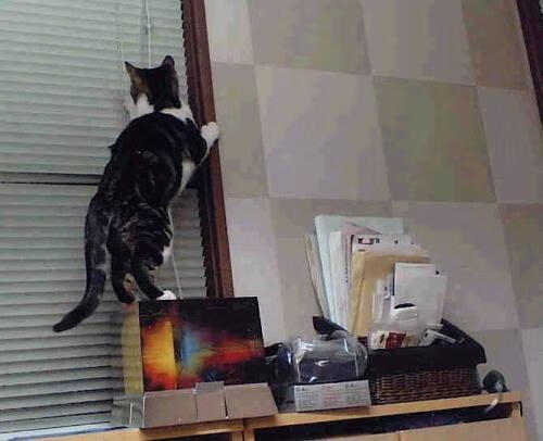 中国女子篮球联赛官方评论系统上线，增强观众互动体验，中国女子篮球联赛规则