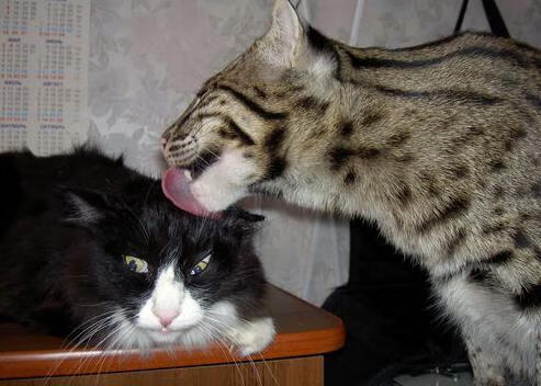 爱游戏官方-典范之战：两支传统豪门的经典较量，典范之作